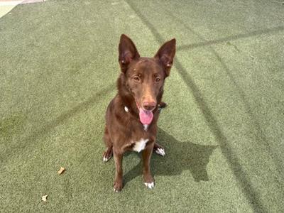 A brown dog with a white chest and paws standing on green artificial turf, looking up with its tongue out.
