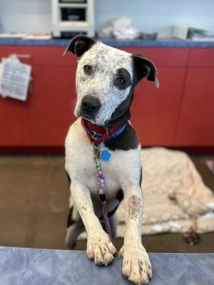 Harris, American Pit Bull Terrier Mix, adult, available for adoption