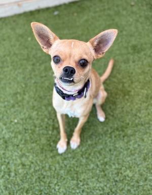 a small brown chihuahua dog sitting on green artificial grass