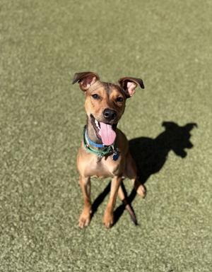 A brown dog with floppy ears and a green collar is sitting on a green artificial turf surface, looking up with its tongue out.
