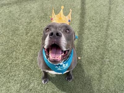A dog wearing a golden crown and a blue bandana, sitting on a green surface.