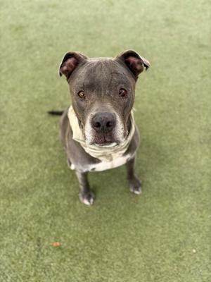 A gray and white dog with floppy ears standing on green grass, looking up at the camera.