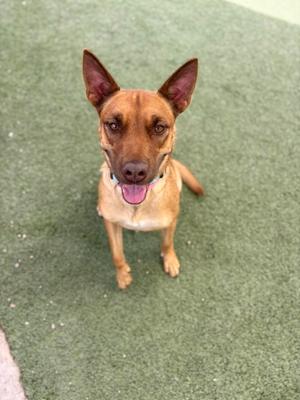 A brown dog with pointed ears and a pink tongue is sitting on a green surface, looking up at the camera.