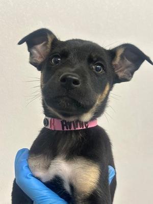 Annie, Labrador Retriever and German Shepherd Dog, puppy, available for adoption