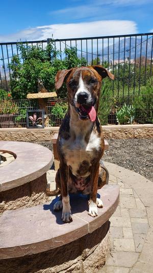 Cassie, Boxer, young, available for adoption