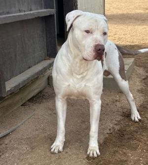 Dude, Dogo Argentino, adult, available for adoption