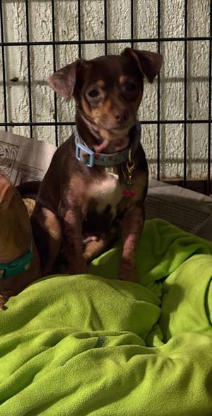 Lulu, Chihuahua, adult, available for adoption