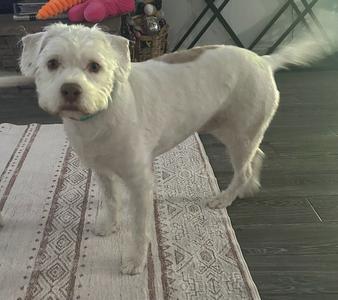 A white dog with brown spots standing on a rug.