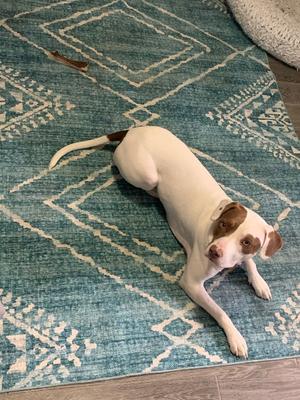 Layla, Staffordshire Bull Terrier, adult, available for adoption