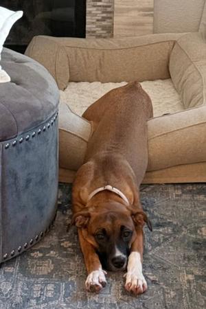 Molly Mae, Boxer, adult, available for adoption