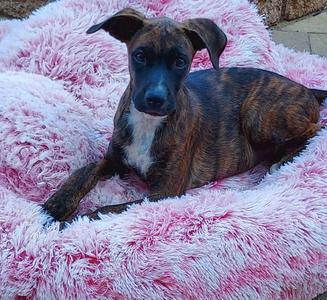 Cleo, Boxer / Whippet, young, available for adoption