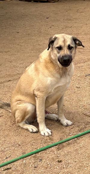 A light brown dog with a black muzzle sitting on a sandy ground.
