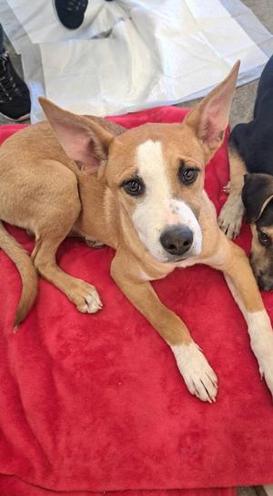Marshmellow, Australian Shepherd, available for adoption