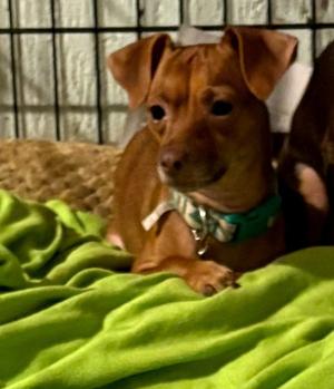Lili, Chihuahua, adult, available for adoption