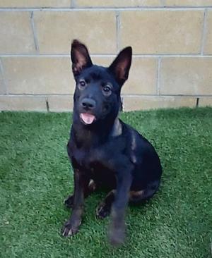 Allie, Shepherd / Labrador Retriever, young, available for adoption