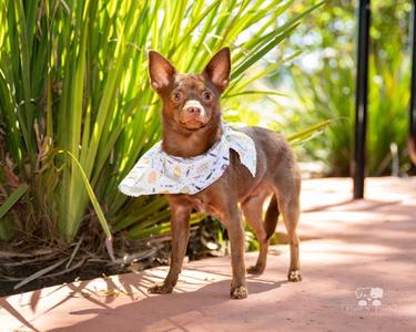 Chee chee, Chihuahua / Miniature Pinscher, young, available for adoption