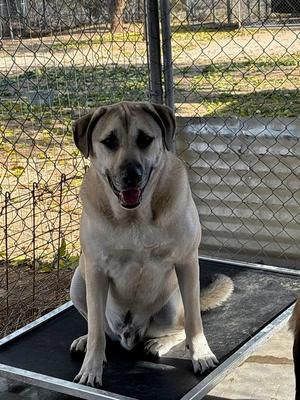 Dino, Labrador Retriever, adult, available for adoption