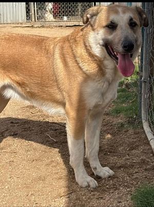 Astro, Saint Bernard, adult, available for adoption