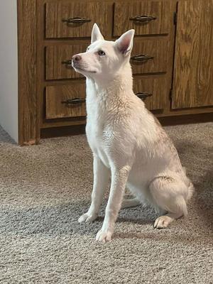 Dee, Queensland Heeler, available for adoption
