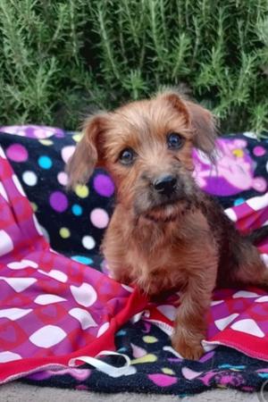 Fern, Yorkshire Terrier Yorkie, puppy, available for adoption
