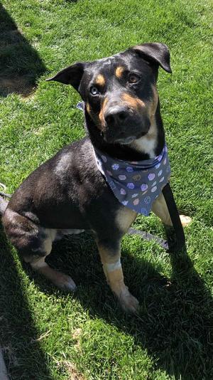 Ghost, Shepherd, adult, available for adoption