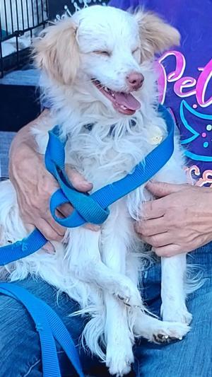 Benny, Poodle (Miniature) / Maltese, young, available for adoption