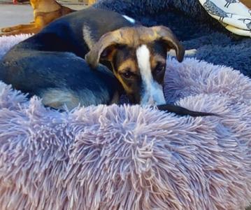 Archie, Border Collie, young, available for adoption