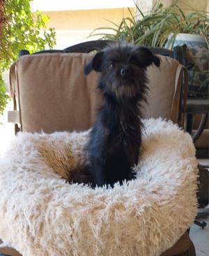 Abby, Affenpinscher / Terrier, young, available for adoption