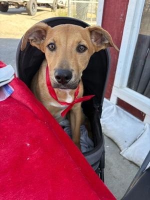 Marcus, Australian Shepherd, young, available for adoption