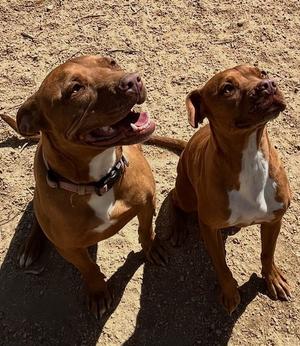 Ty and Troy, Boxer, adult, available for adoption