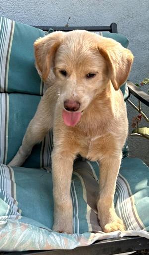 Zenny, Cockapoo, puppy, available for adoption