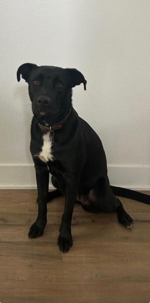 Danielle ( aka Danny), Black Labrador Retriever / Border Collie, adult, available for adoption