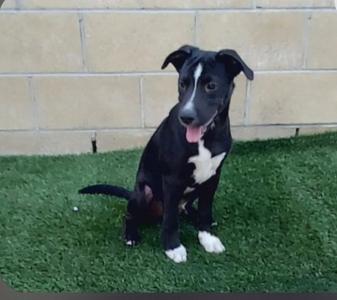Atlas, Labrador Retriever / Shepherd, young, available for adoption