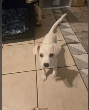 Waffles, Chihuahua, young, available for adoption