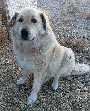 a dog