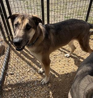 Thor, German Shepherd Dog, adult, available for adoption