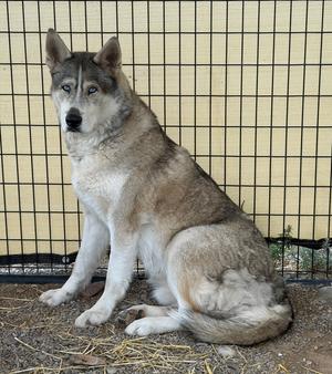 A husky dog sitting on the ground in front of a wire fence.