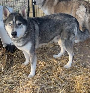 A husky dog standing on hay