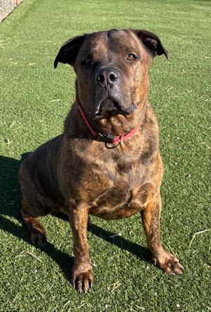 Tiger, Rottweiler / American Bully, adult, available for adoption