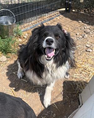 Pete, Border Collie, adult, available for adoption