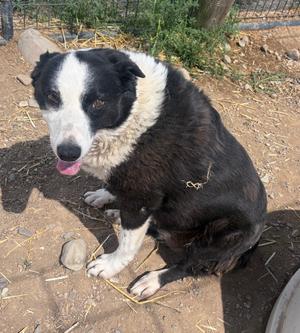 Sally, Border Collie, senior, available for adoption