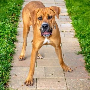 BAILEY, Mastiff, adult, available for adoption