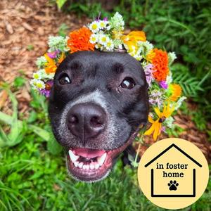 BOBBIE, Pit Bull Terrier, young, available for adoption