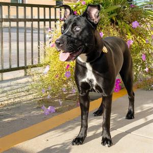 MIDNA, Labrador Retriever / Australian Cattle Dog/Blue Heeler, young, available for adoption