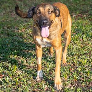 DONA, Labrador Retriever / German Shepherd Dog, adult, available for adoption