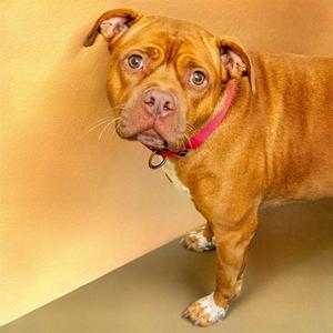 MICHELLE, Pit Bull Terrier, adult, available for adoption