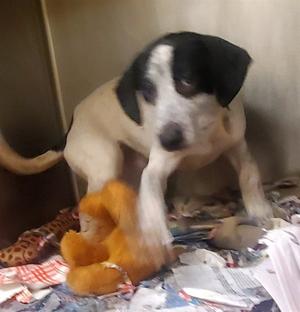 SNOW WHITE, Basset Hound / Pointer, puppy, available for adoption