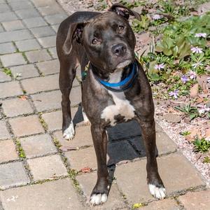 ANNIE SUE, Pit Bull Terrier, adult, available for adoption