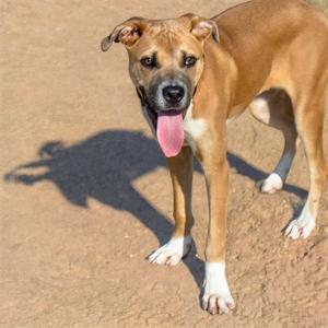 MIKE, Great Dane, young, available for adoption