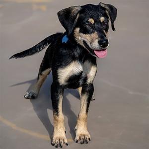 CHIP, German Shepherd Dog, puppy, available for adoption